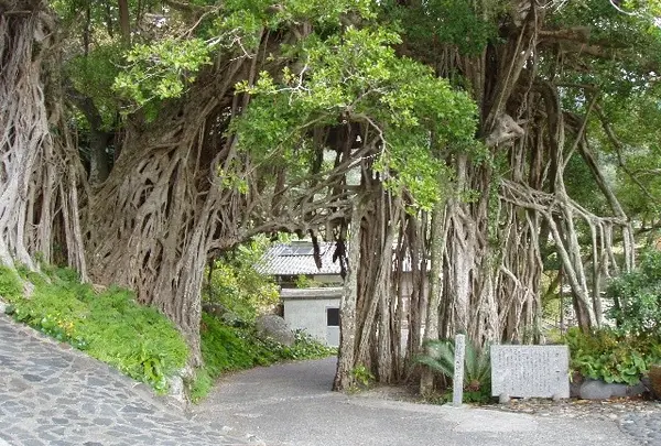 中間ガジュマル