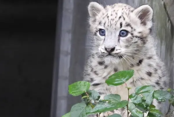 旭川市 旭山動物園