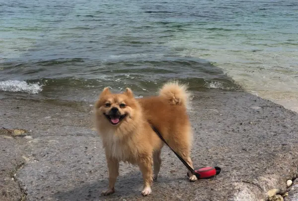 ウクン浜