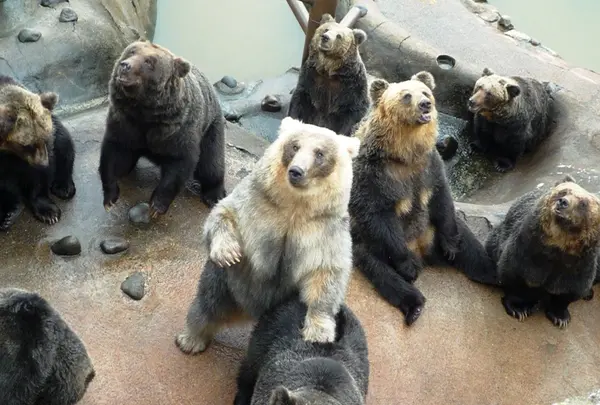 のぼりべつクマ牧場