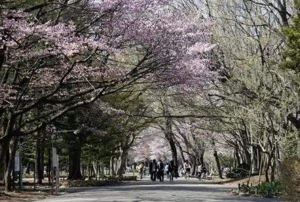 円山公園
