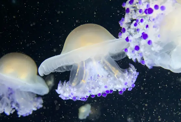 鶴岡市立加茂水族館（クラゲドリーム館）