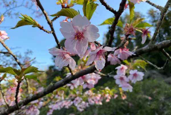 成田山公園
