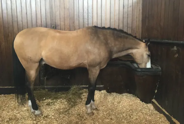 Horse Museum