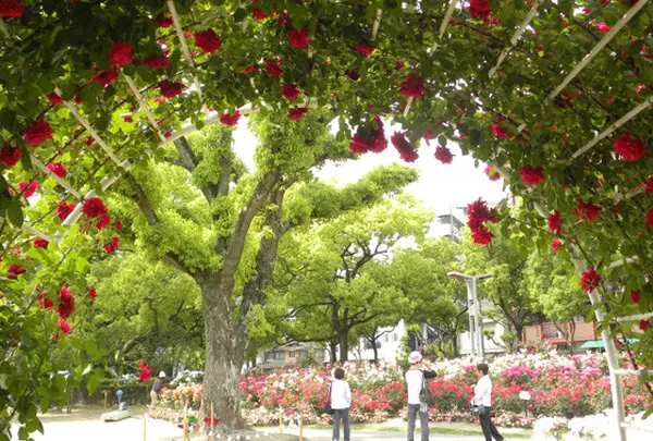 ばら公園