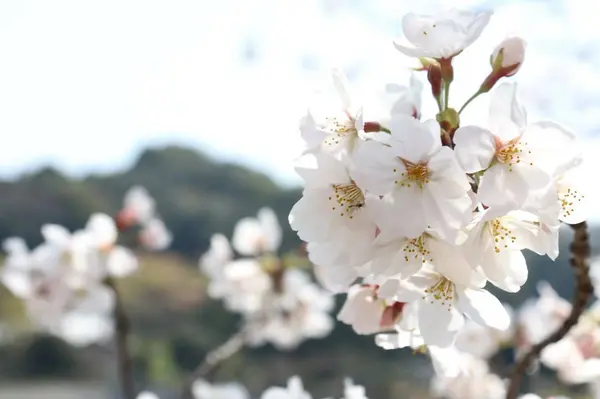 季節の花