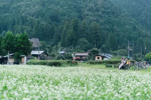 見ごろの時期とおすすめの時間帯