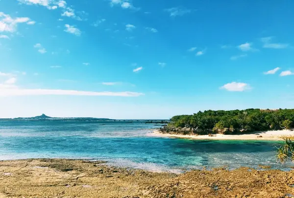 備瀬のフクギ並木の写真・動画_image_107692