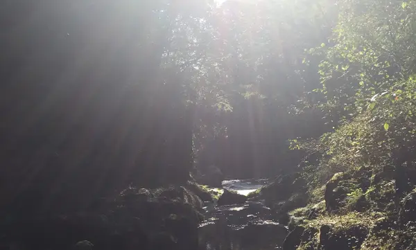 高千穂峡の写真・動画_image_411137
