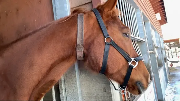 帯広競馬場（ばんえい十勝）の写真・動画_image_419286