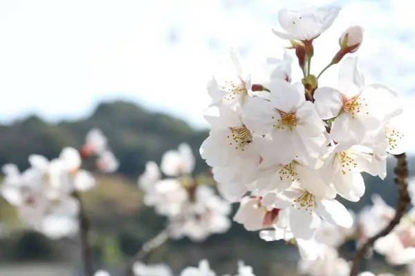藤山健康文化公園の写真・動画_image_424743
