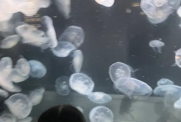 伊豆・三津シーパラダイスの写真・動画_image_630956