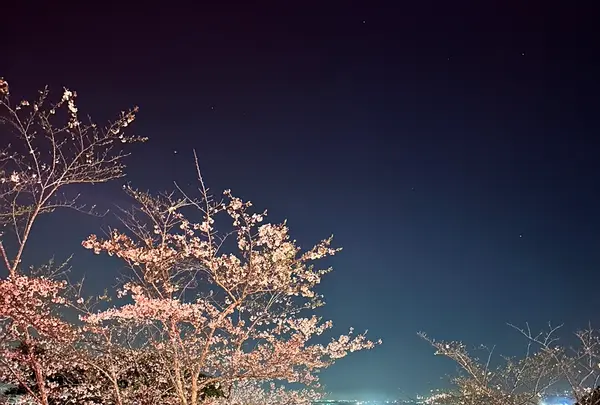 小見川城山公園の写真・動画_image_1324351