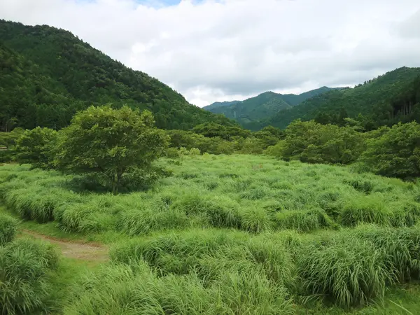 かやぶき屋根に欠かせない茅場
