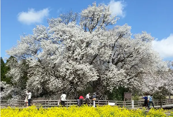 一心行の大桜