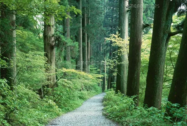 箱根旧街道杉並木