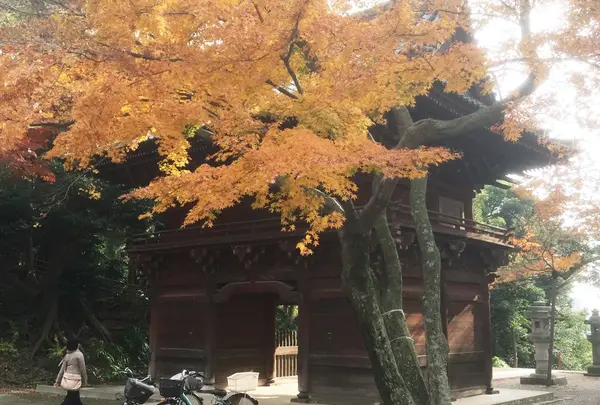 真間山弘法寺の写真・動画_image_207651