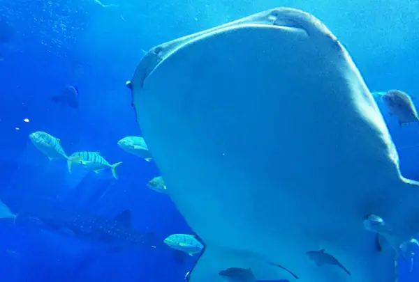 沖縄美ら海水族館の写真・動画_image_208465