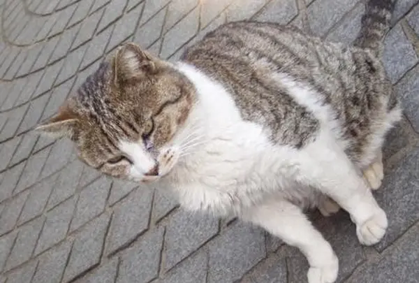 江の島猫