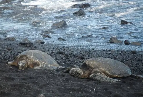 プナルウ黒砂海岸