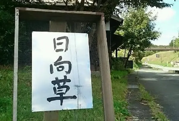 日向草