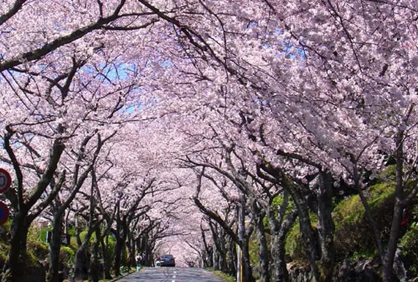 伊豆高原桜並木
