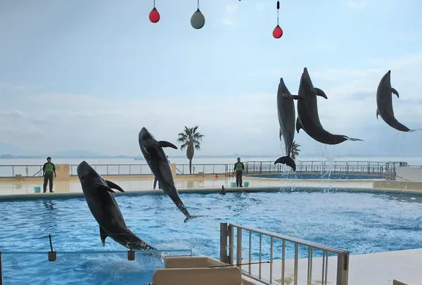 マリンワールド海の中道の写真・動画_image_880727