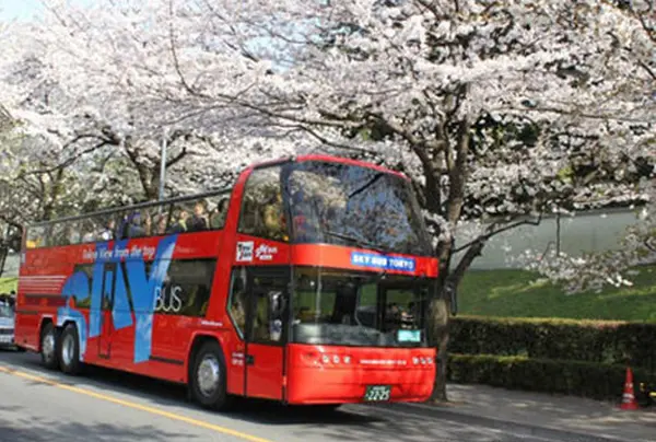 花の高さで桜のトンネルを楽しむ