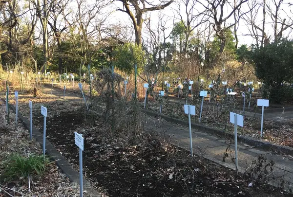小石川植物園の写真・動画_image_113262