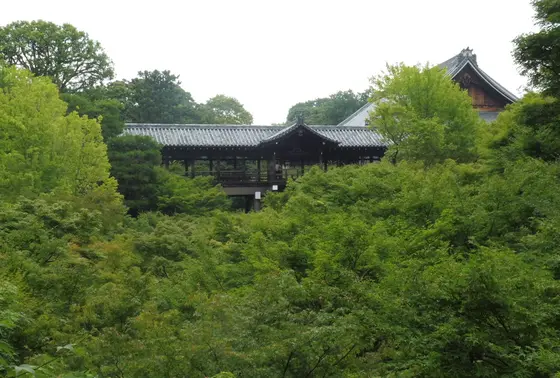初夏の通天橋を眺めて…！