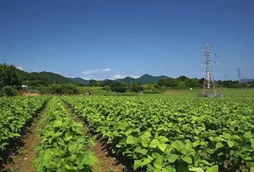 初夏の風に吹かれながら、高原で田舎暮らし体験