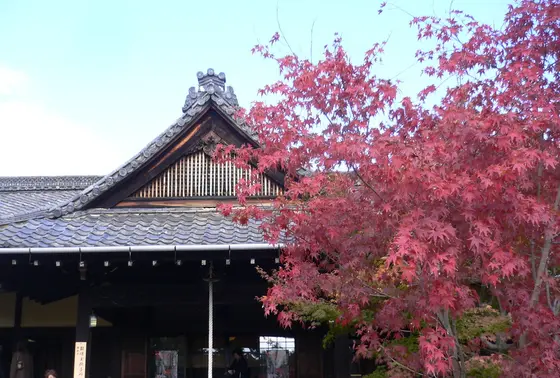 美人祈願の「吉祥紅葉」