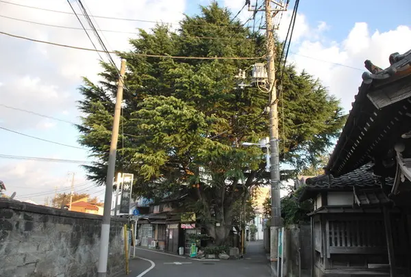 谷中ヒマラヤ杉