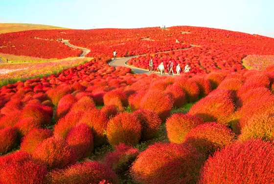 コキア