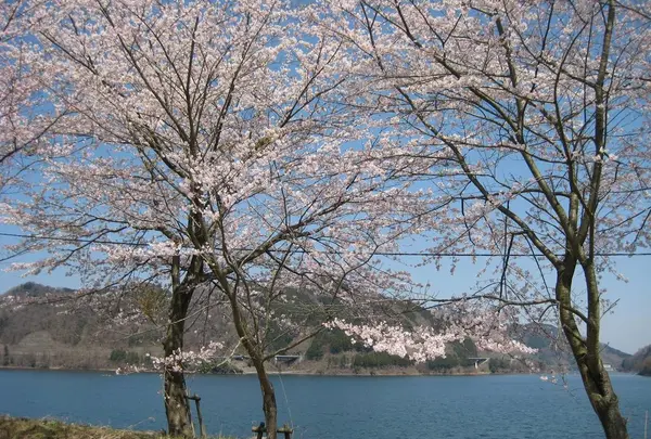 宮ヶ瀬湖畔園地の写真・動画_image_17788