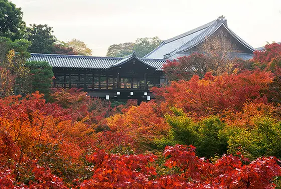 紅葉してたらこんな感じかしら