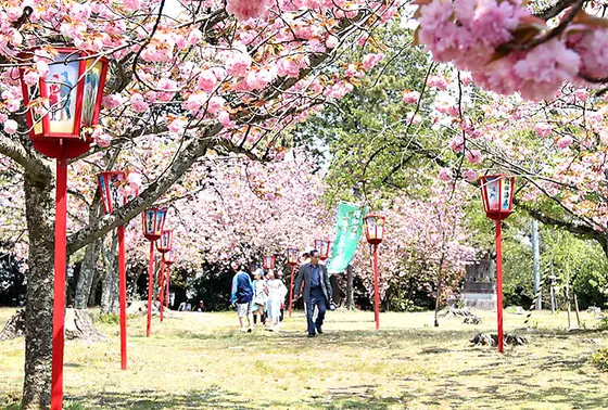🌸桜の名所でもあります