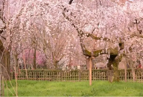 近衛のしだれ桜