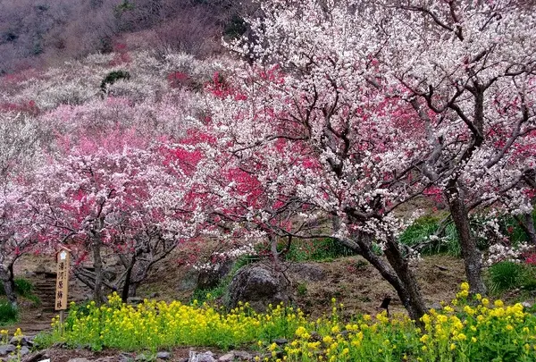 湯河原梅林