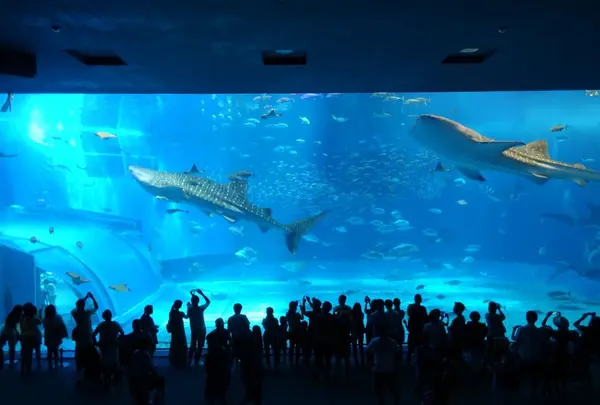 沖縄美ら海水族館