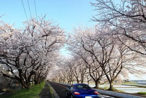 鍋田川堤桜並木