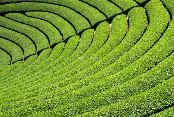 宇治茶の郷　和束の茶畑