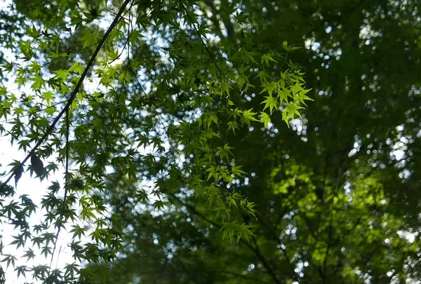 紅葉が綺麗なのです