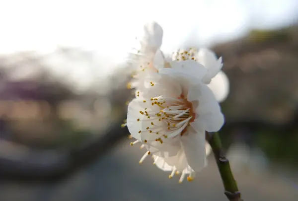 梅林公園の写真・動画_image_66269