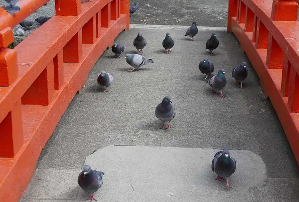 寄ってくるハトが怖い