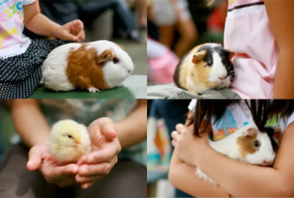 ちびっ子動物園