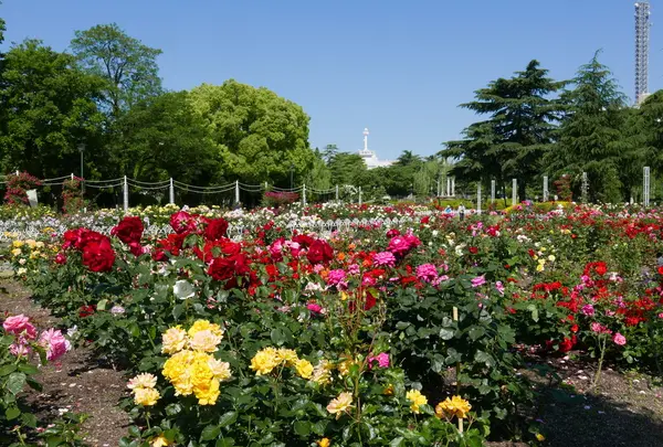 薔薇の名所の写真・動画_image_79944