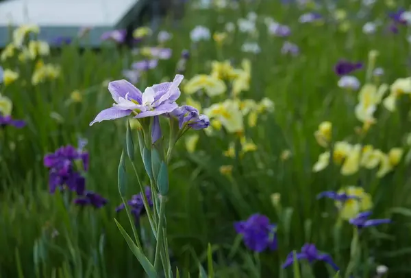 色とりどりの花が咲いてます