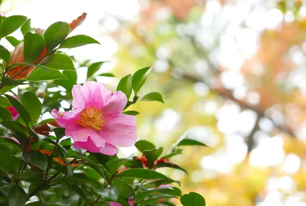 茂みの中に椿が咲いてる