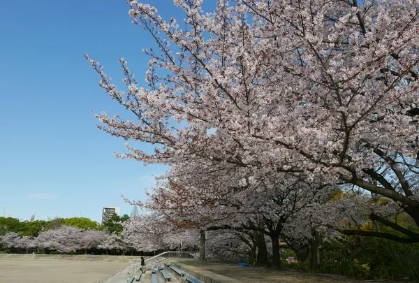 桜が咲くとこうなります